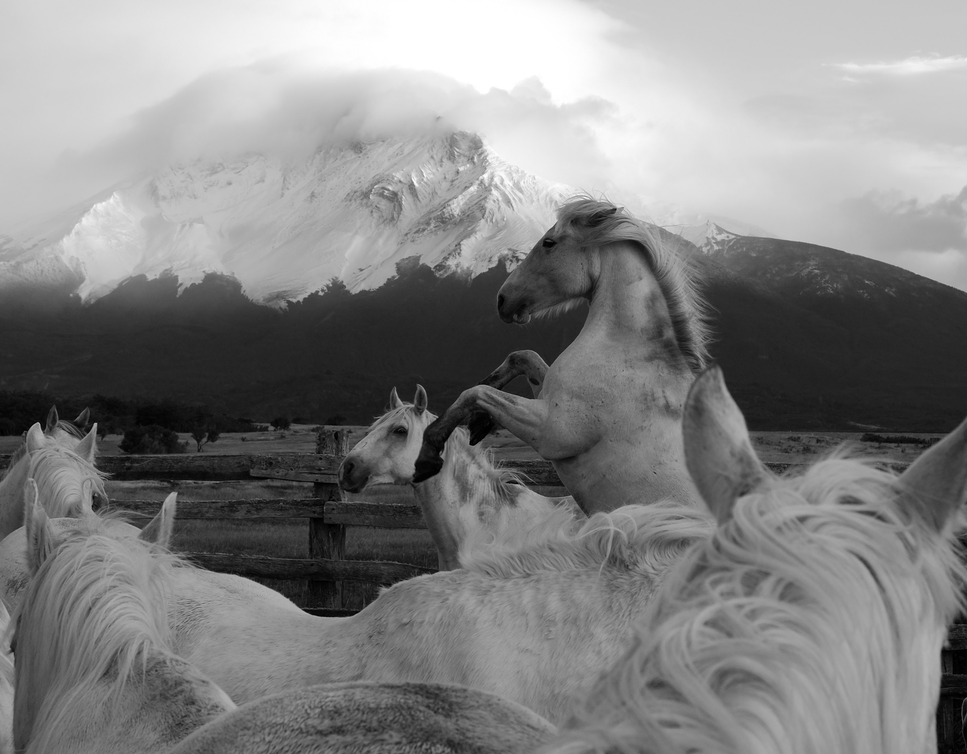 A herd of white horses in Patagonia, Chile. Black and white photography.